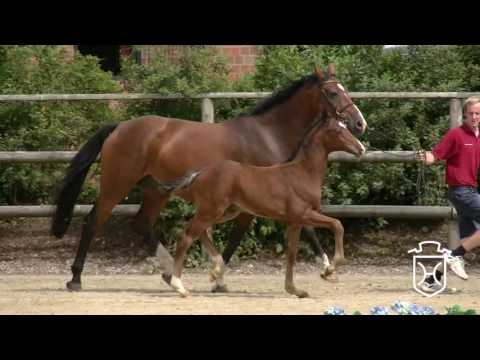 38 Hengstfohlen von Cascadello I - Contender - Lancer II