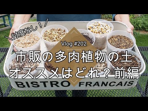 園芸 サボテンやその他の多肉植物の春の目覚め