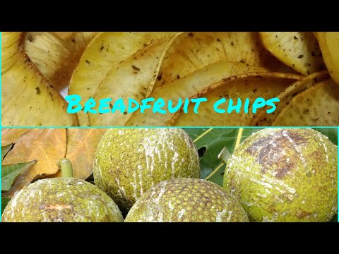how to make breadfruit chips
