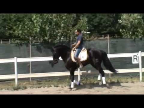 cavallo stallone andaluso morello - All. EXCALIBUR