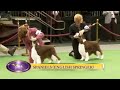 Springer Spaniel Inglés - Westminster K.C. USA Dog Show 2012 English Springer Spaniel