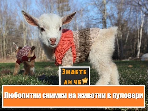 Любопитни снимки на животни в пуловери (Interesting photos of animals in sweaters)