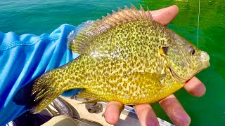 Fishing in Wisconsin for Tropical looking Panfish!