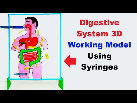 human digestive system working model 3d science project for science exhibition diy howtofunda