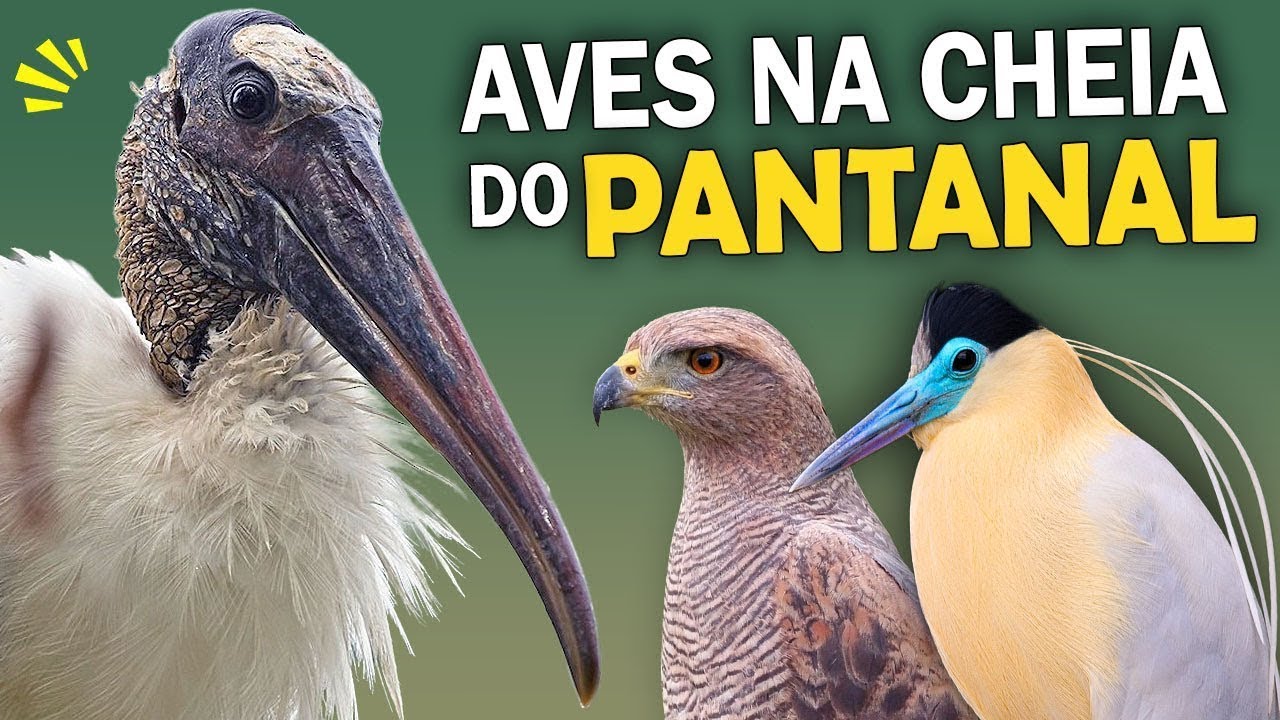 PASSARINHANDO em PLENA CHEIA DO PANTANAL | Expedição em uma Fazenda Pantaneira #observaçãodeaves