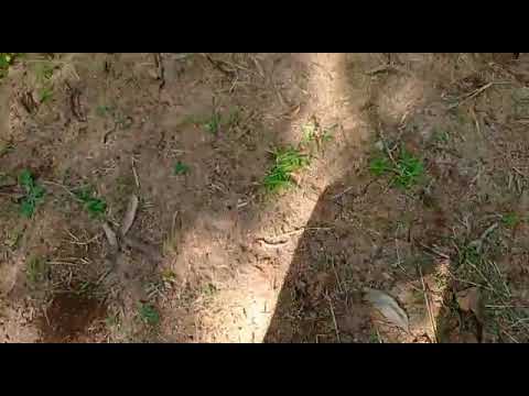 5 Acers mango thota 30 lacks per acer small negotiable intrusted my number 9705343710 call me