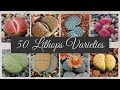 50 Lithops Varieties, Living Stones