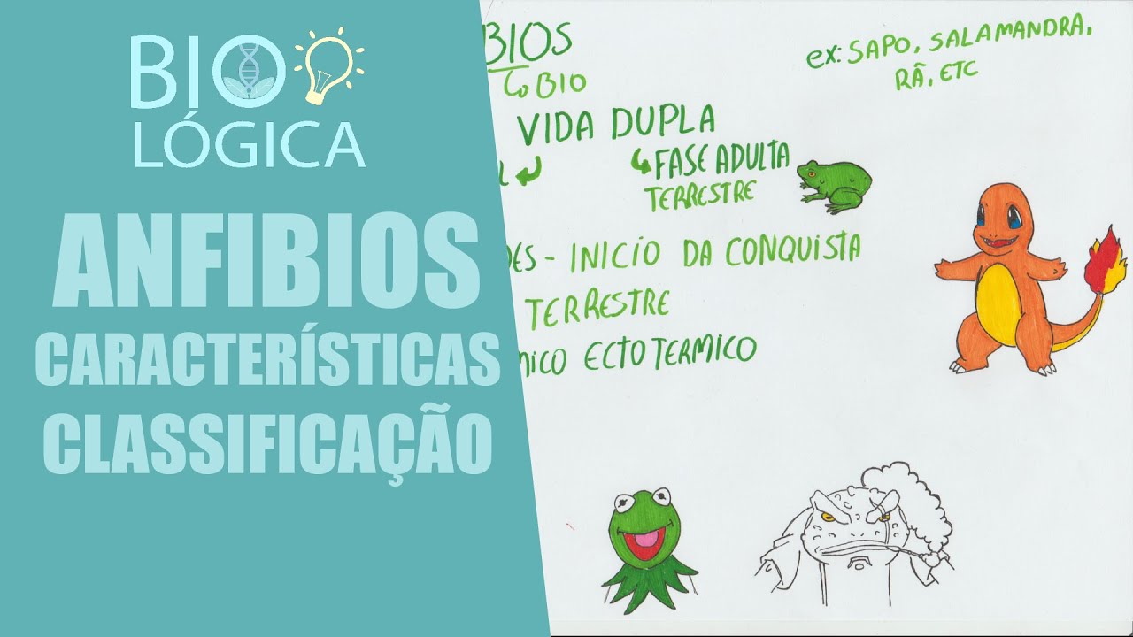 BIO LÓGICA! ANFÍBIOS - CARACTERÍSTICAS GERAIS E CLASSIFICAÇÃO
