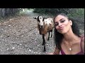Goat Headbutts Girl Trying to Take Selfie With It - 1061714