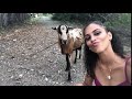 Goat Headbutts Girl Trying To Take Selfie With It 1061714
