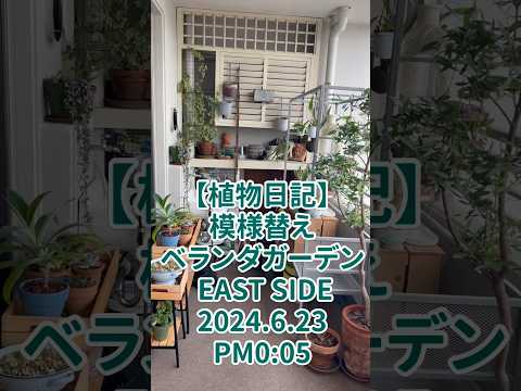 南向きのベランダに植える植物はどれ？太陽を愛する必須の6種  庭園