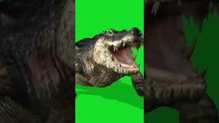 Download lagu crocodile green screen ||मग़रम्छ mp3