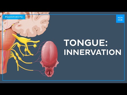Taste pathway: innervation of the tongue - Quick Anatomy | Kenhub