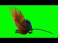 Macaw Parrot Flying Green Screen