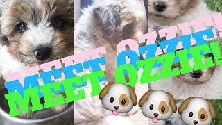Meet Ozzie! + Puppy Haul + What's an Aussiedoodle?