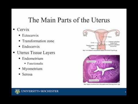 endometrium rákgenetika orvosság a mákférgek ellen