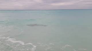 preview picture of video 'Requin à Cayo Largo/ Shark at Cayo Largo Cuba'