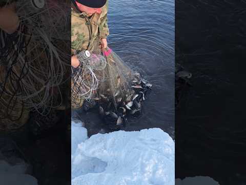 Рыбалка в Сибири в -30 #casting #fishing #рыбалка #кастинговая