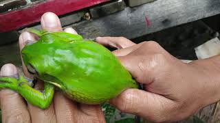 Download lagu Tangkap Katak Hijau Suara Cantik @Heriadipati mp3 Download lagu Tangkap Katak Hijau Suara Cantik @Heriadipati mp3