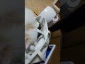 ノルウェージャンフォレストキャット