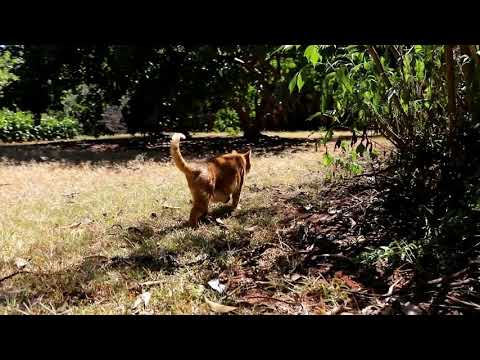 Mulomo - The ginger cat