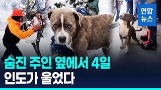 눈보라에 갇혀 죽은 보호자곁에서 사흘동안 지킨 개
