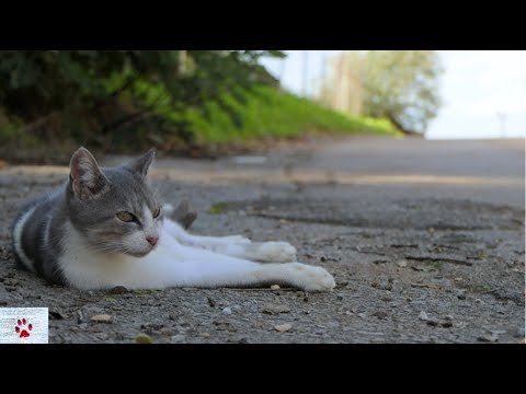The strange loyalty of cats