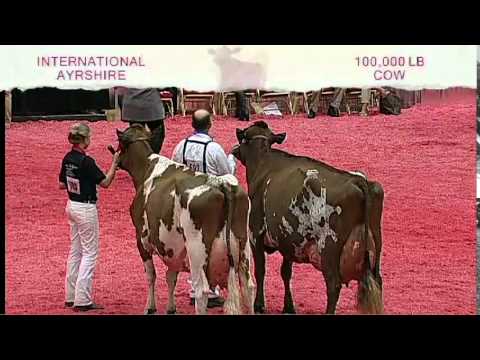 International Ayrshire Show - 100,000 Lb. Cow