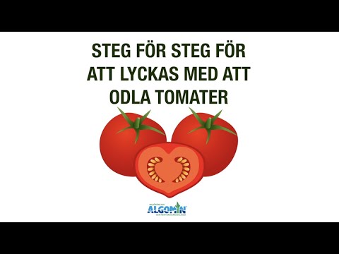 Så odlar du tomater - steg för steg