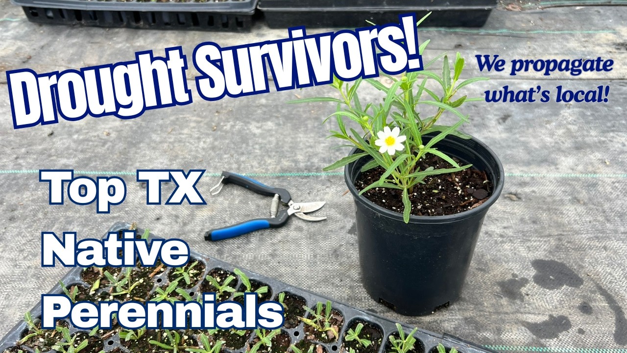 Texas native perennials: Tray of propagated Blackfoot Daisy cuttings at Vivero Growers Nursery in Austin, TX.
