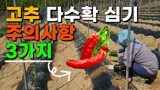고추 심을때 이렇게 해보세요 주의사항 3가지 - 고추재배 고추농사 고추심는시기