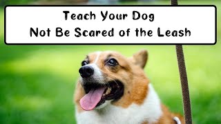 Teaching a Dog Not to Be Scared of a Leash | What to do if Your Dog Won