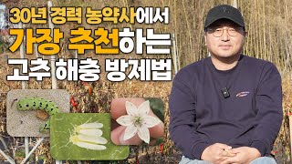 30년 경력 농약사에서 강력 추천하는 고추 해충 방제법