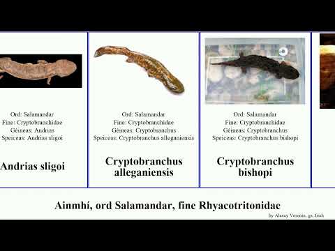 IUCN分類における絶滅の危険性を示す図。