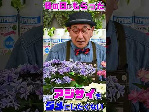 あじさい:最適な場所を見つける方法 植物