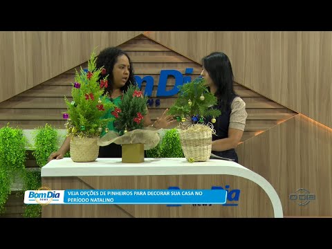 Veja opções de pinheiros para decorar sua casa no período natalino 01 12 2022