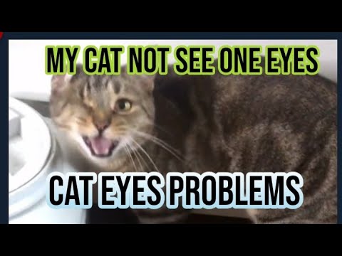 my cat eye problem