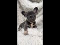 French Bulldog dogs for sale: French Bulldog Puppy 1 - Video 1