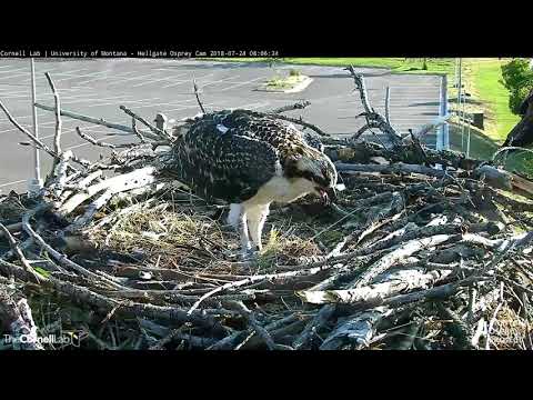 Hellgate Osprey Chick "Lele" Feeds Itself Fresh Fish– July 24, 2018