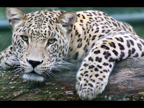 THE SUPER PREDATORS  Lion, Leopard, Hyena, Wild dog and Crocodile  2020 6 21 21 20 35