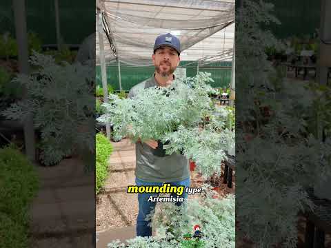 Artemisia 'Powis Castle' – Silvery, Soft, and Tough as Texas