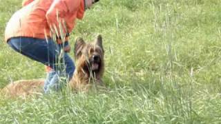 preview picture of video 'Briard Monika - training tracking 28.08.2010'