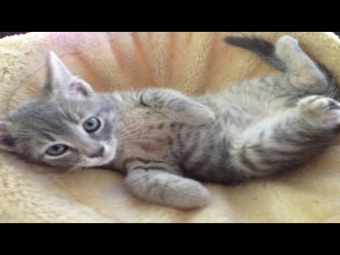 Mother Cats And Kittens!!