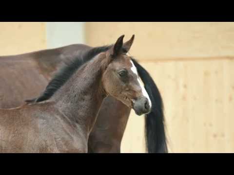 Holsteiner Fohlenauktion 2016 in Behrendorf - Nr. 23 v. Diarado - Heraldik xx