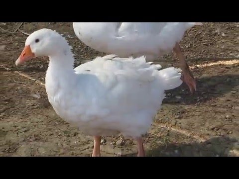 Fattoria il bruco - Oca domestica
