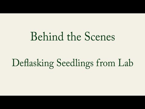 How to Deflask Seedling Orchids- Carter and Holmes Orchids