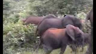 Africa: incontro ravvicinato con elefanti