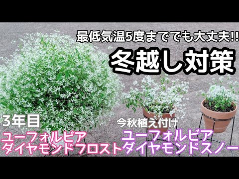 ユーフォルビア・ヒペリシフォリア「ダイヤモンドフロスト」の花