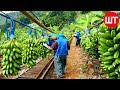 How Millions Of Banana Harvested Processed Banana Chips Factory