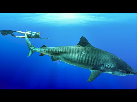 I Swam with TIGER SHARKS in French Polynesia